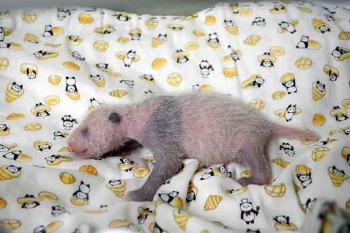 In Tokio geboren panda is een meisje