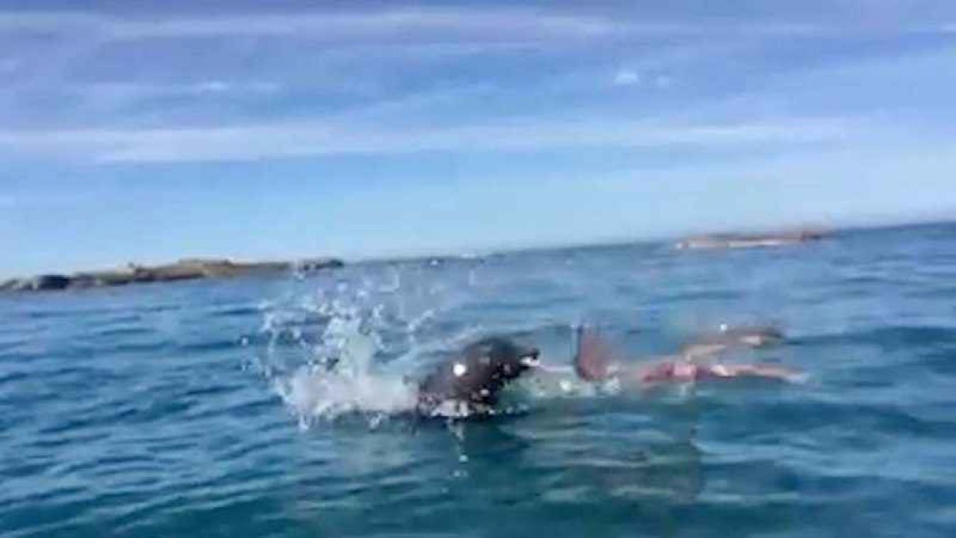 VIDEO. Episch gevecht tussen pelsrob en octopus