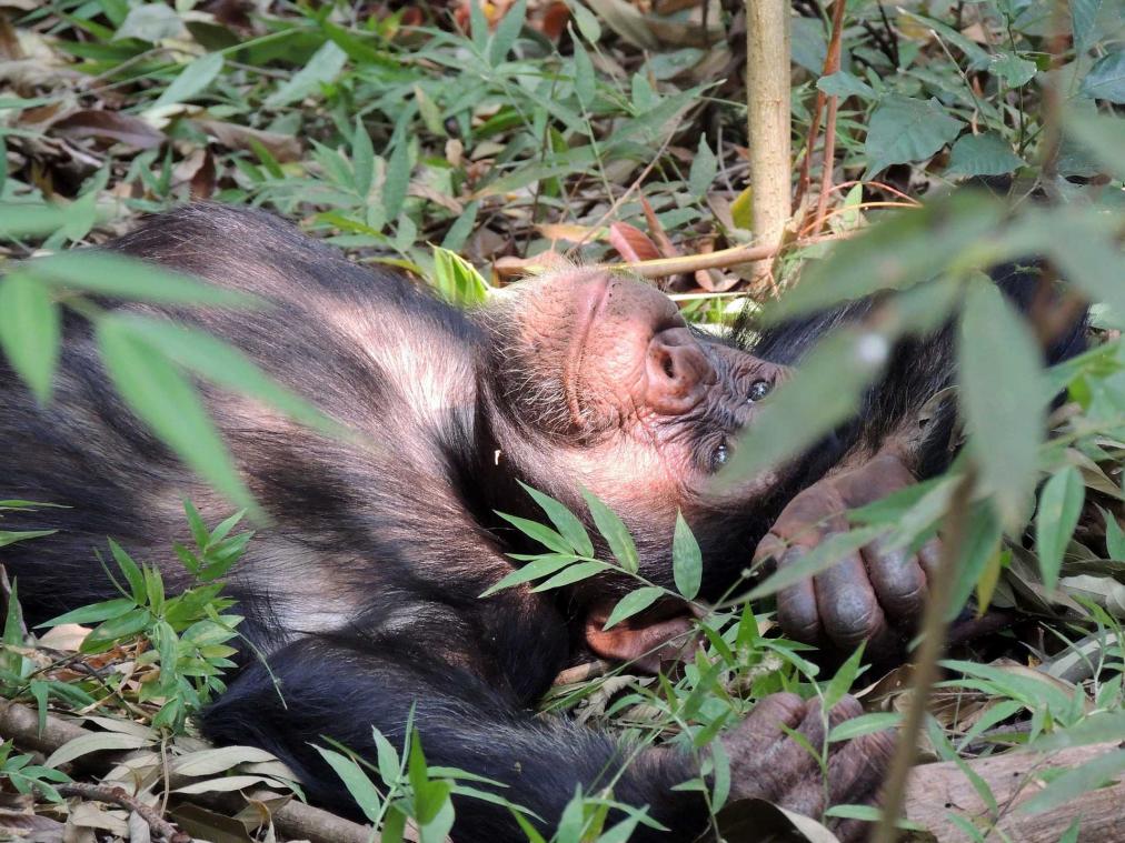 Ook chimpansees kijken wel eens te diep in het glas