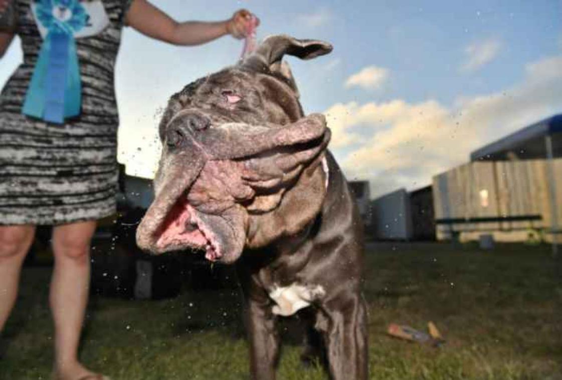 Dit is de lelijkste hond ter wereld