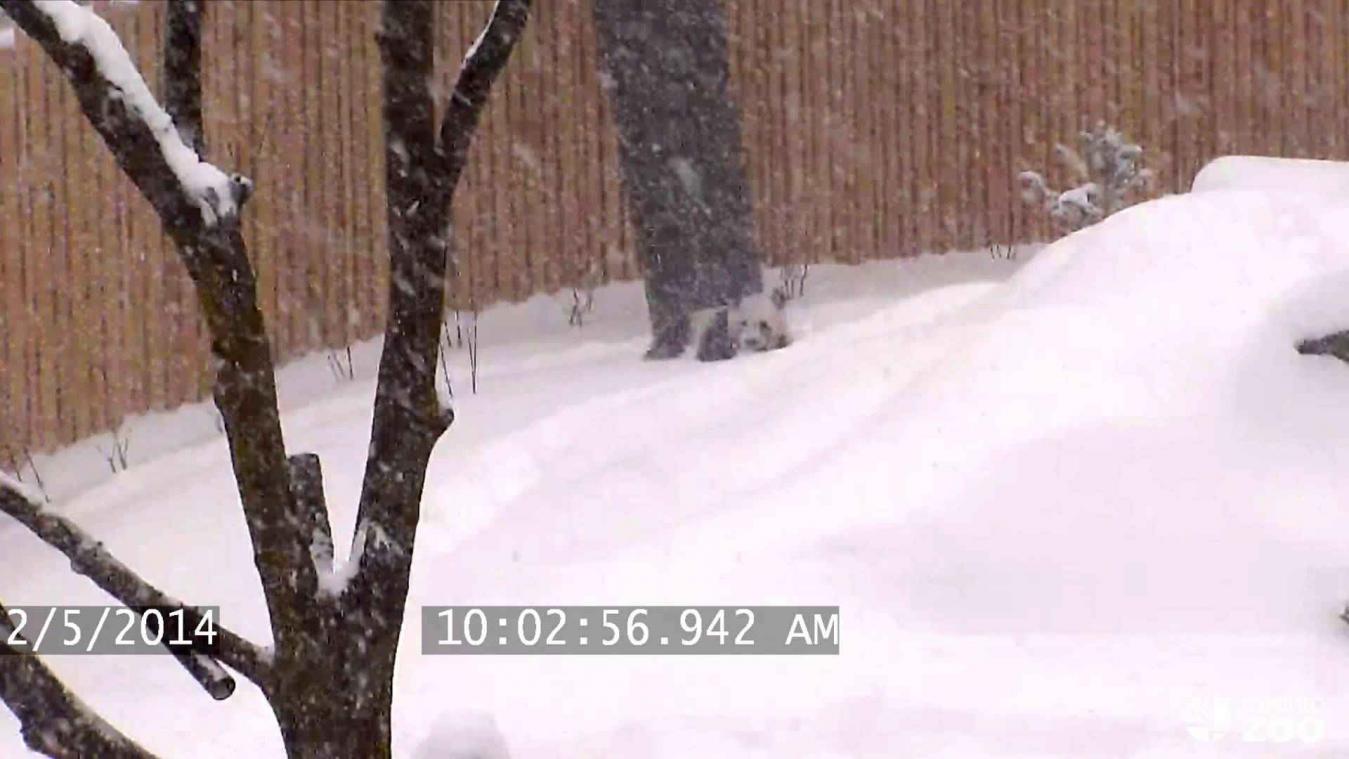Panda beleeft dolle pret in de sneeuw