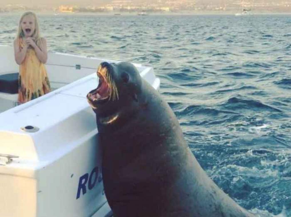 Zeeleeuw bedelt om vis bij gezinsboot