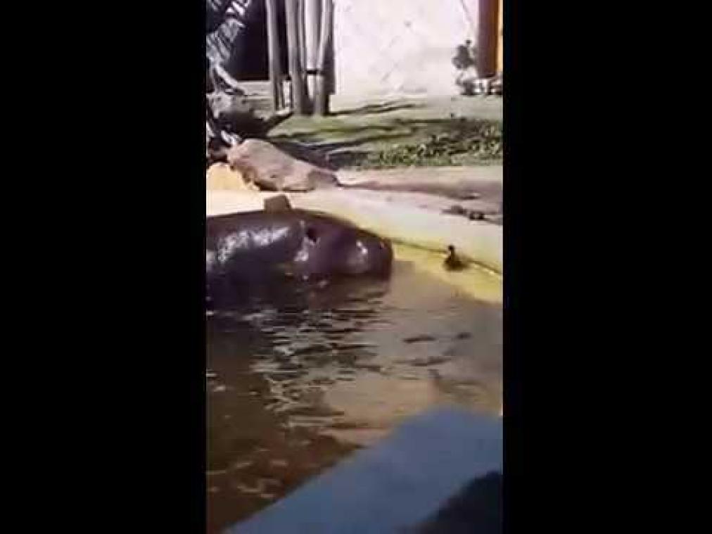 Nijlpaard helpt eendje in Nederlandse zoo