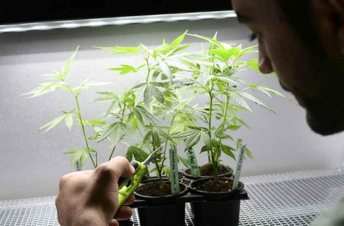 Wiettekort brengt Canadese legalisering in het gedrang