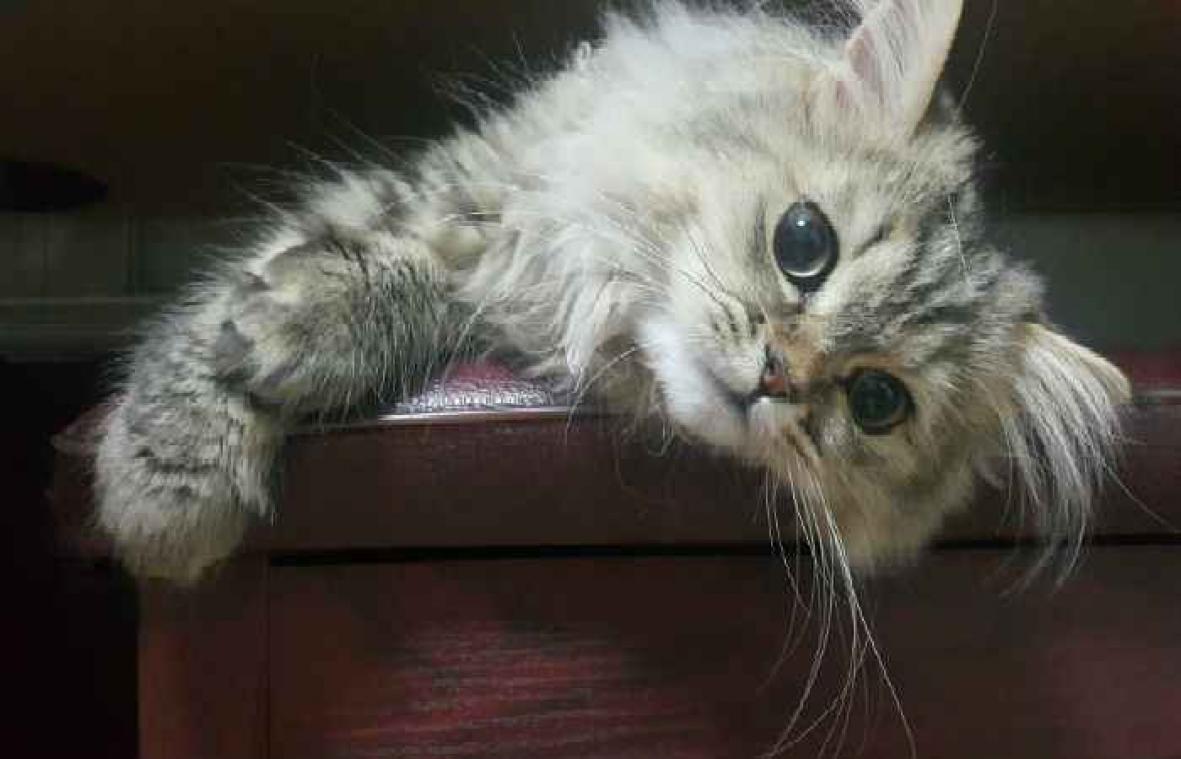 Meisje schrijft paper om ouders te overtuigen een kat aan te schaffen