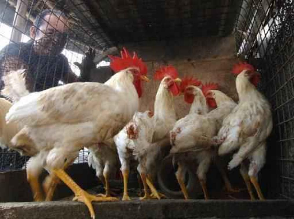 Nu ook geval van vogelgriep in Fleurus