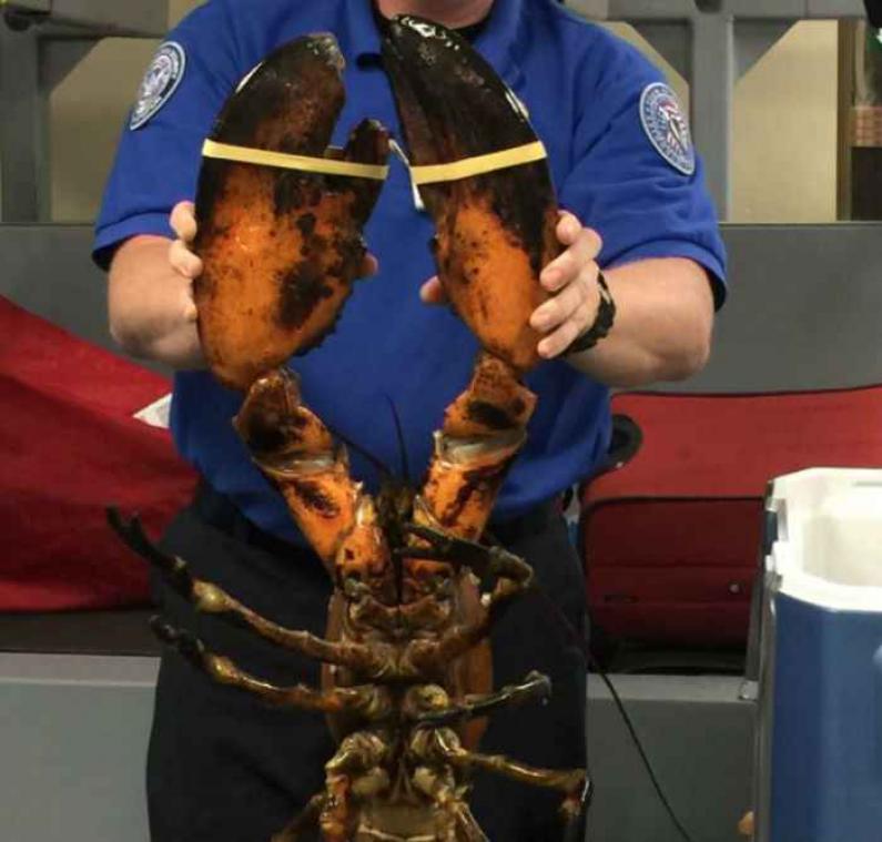 De luchthaven van Boston vindt gigantische kreeft in bagage