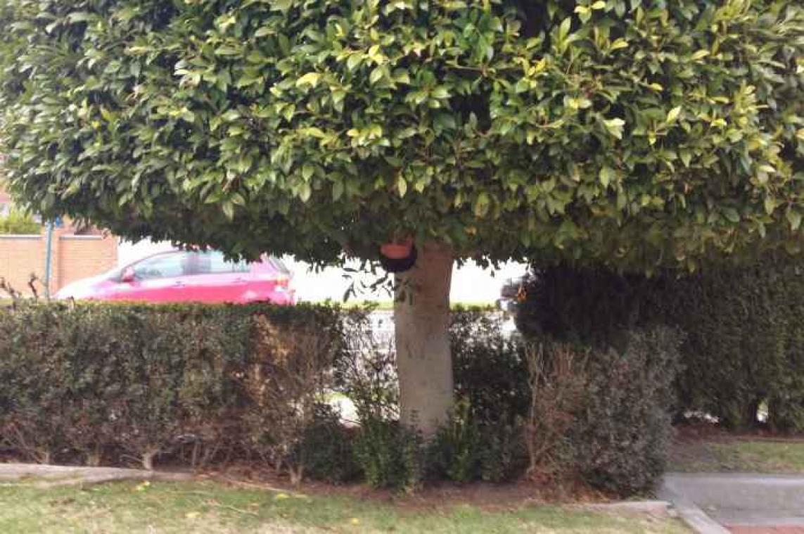 Tuinman speelt verstoppertje en gaat viraal