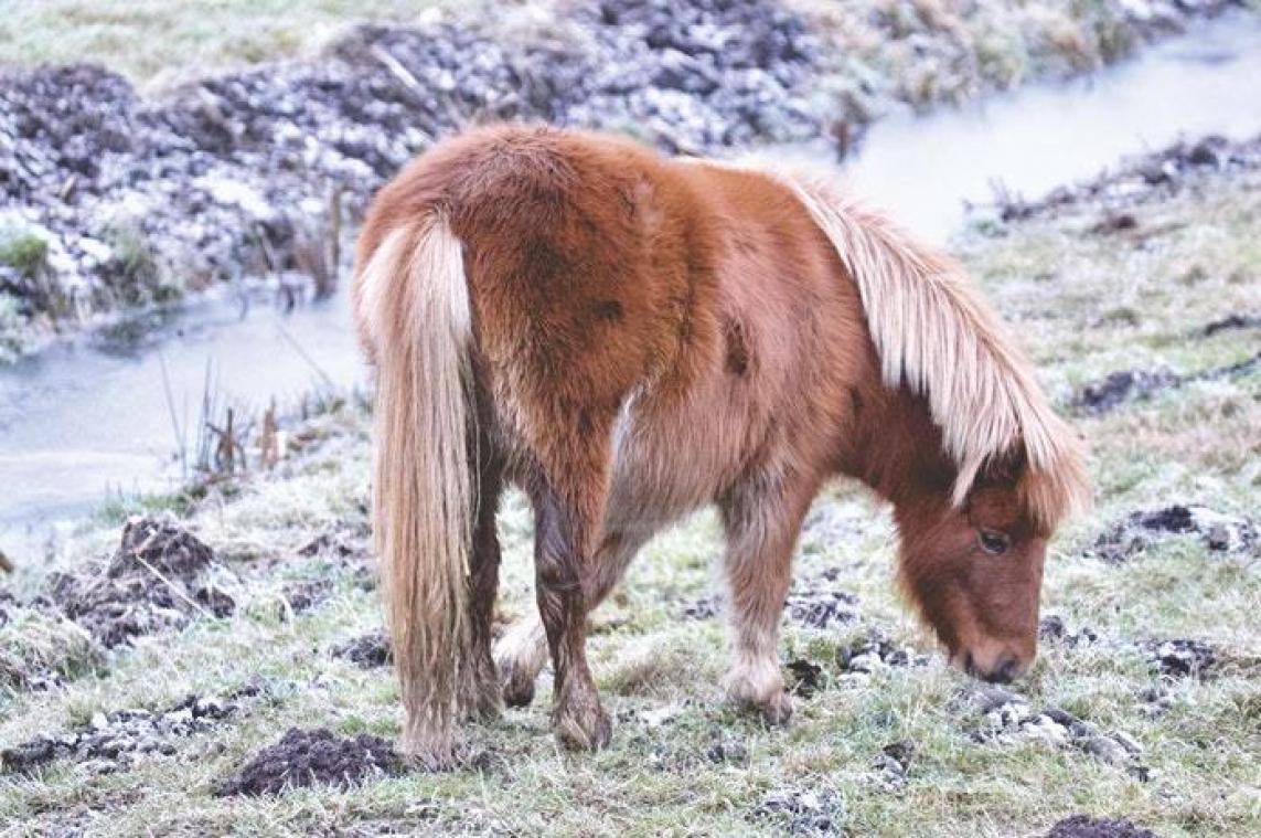 Pony's mogen binnenkort blinde mensen begeleiden