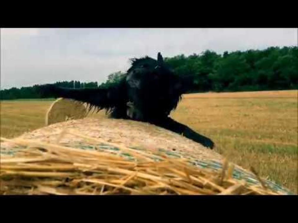 Hond  speelt op een hooibaal, maar valt er dramatisch af