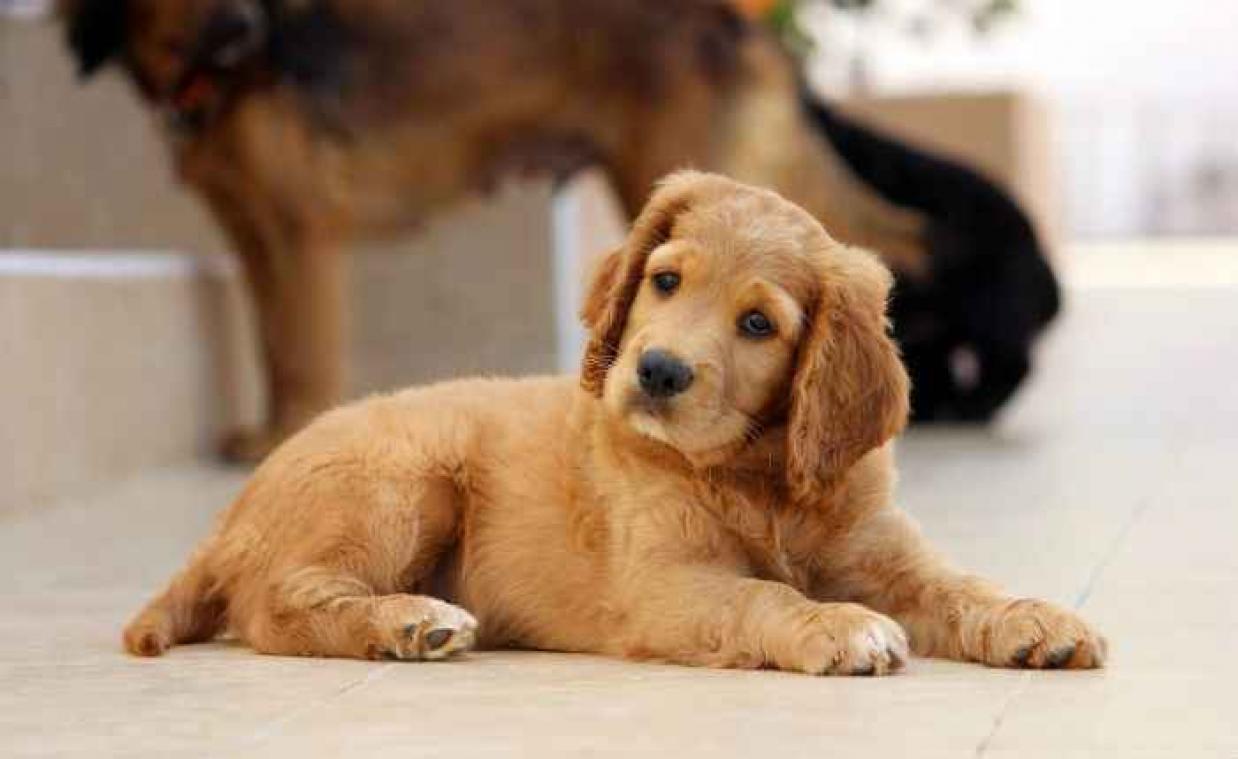 Britse school adopteert puppy tegen examenstress