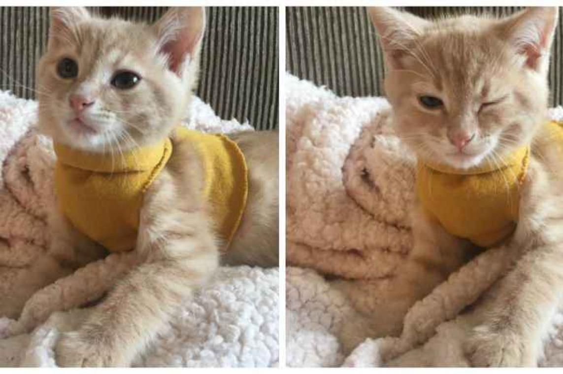 Kleine kitten in trui gaat viraal