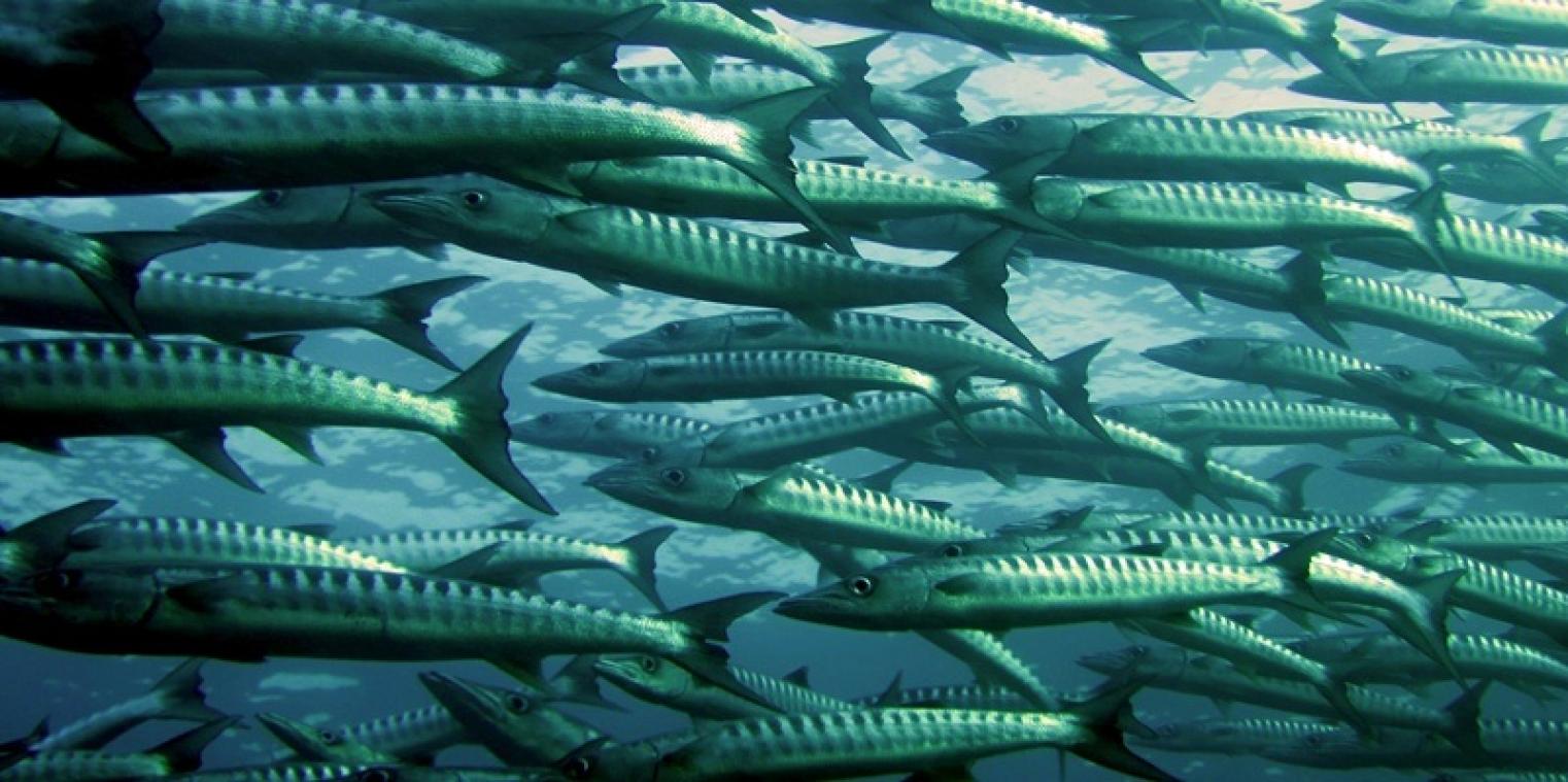 Mannelijke vissen veranderen in vrouwtjes door anticonceptiva in water
