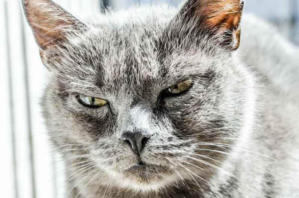 Kat valt zeven pitbulls aan en komt er als winnaar uit