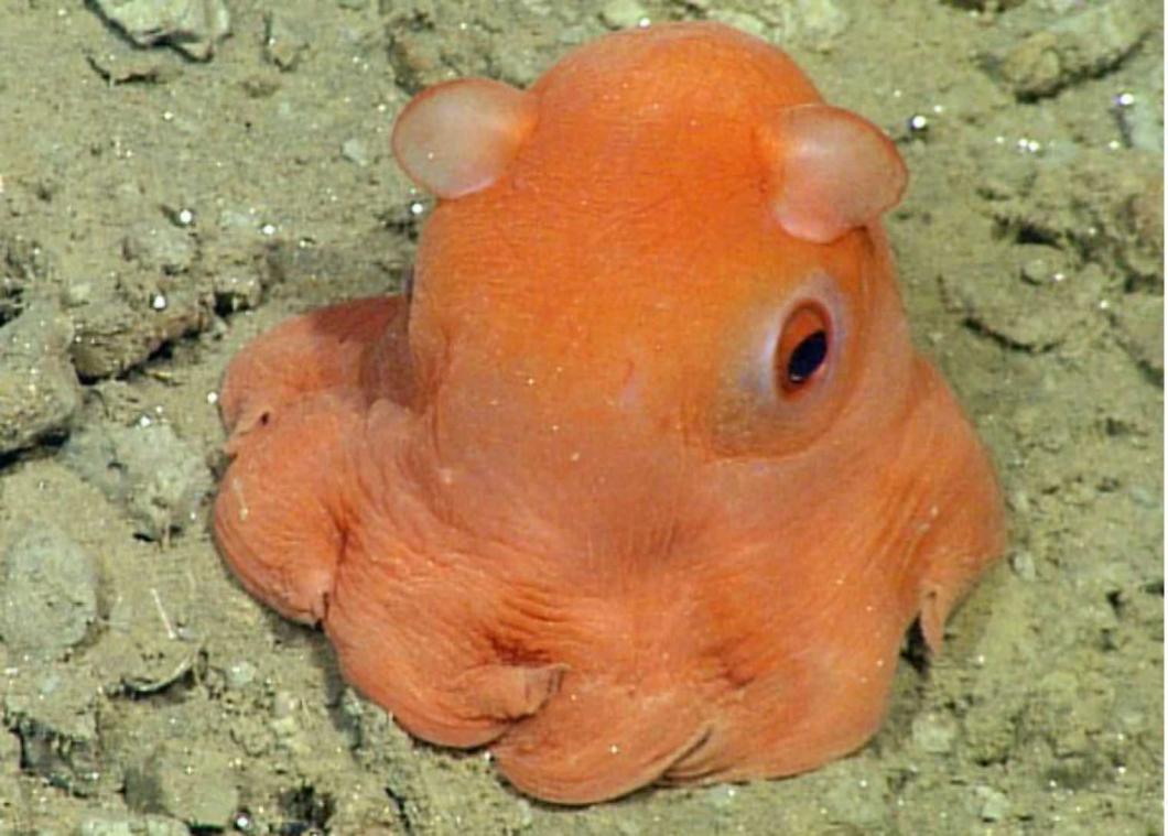 Kleine octopus is zo schattig dat het adorabilis wordt genoemd