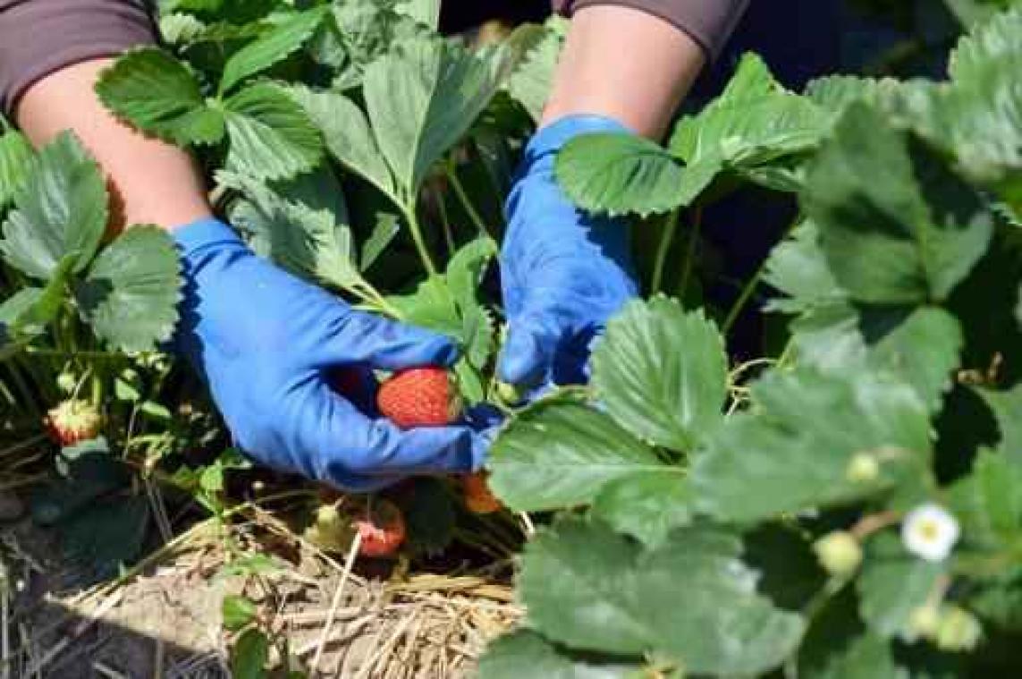 Schaarste zomerfruit doet prijzen op veilingen pieken