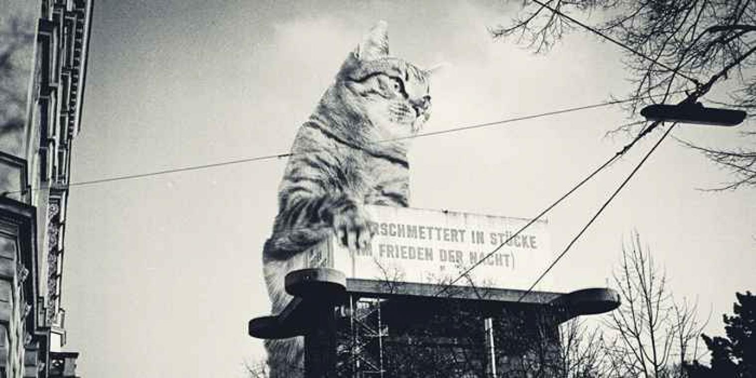 Kittenzilla: de schattige kat die de stad vernietigde