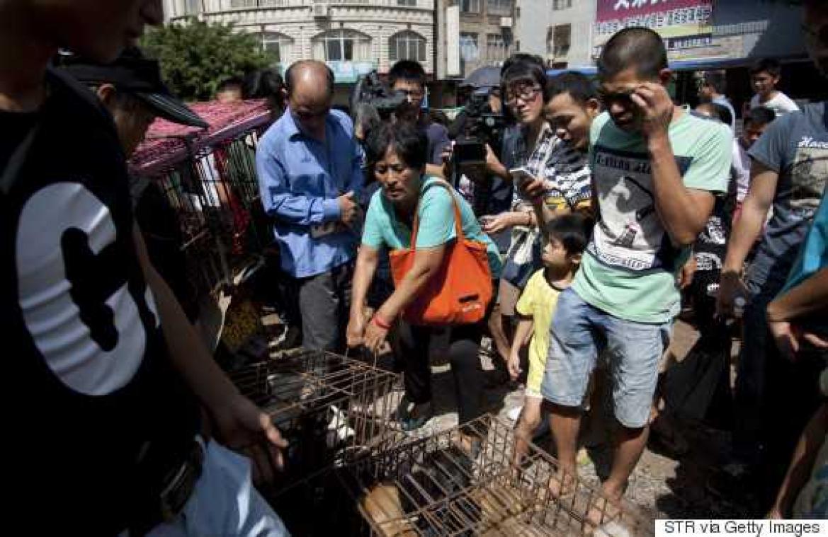 Chinese vrouw koopt 100 honden om ze te redden van het vleesfestival
