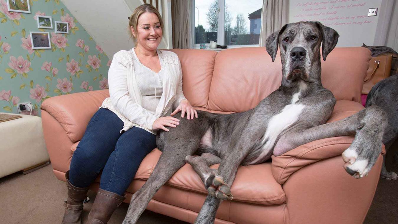 Maak kennis met de grootste hond