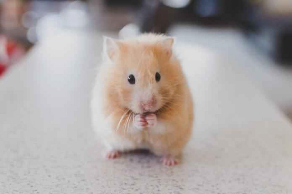 Dierenarts doet vreemde ontdekking bij hamster