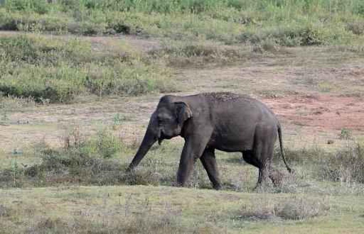 Het verval van het wildleven gaat steeds sneller