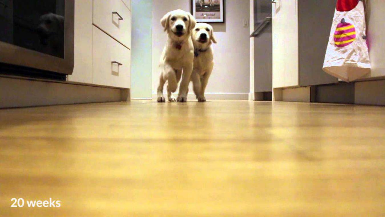 Deze timelapse van Golden retriever puppy's maakt je meteen gelukkig