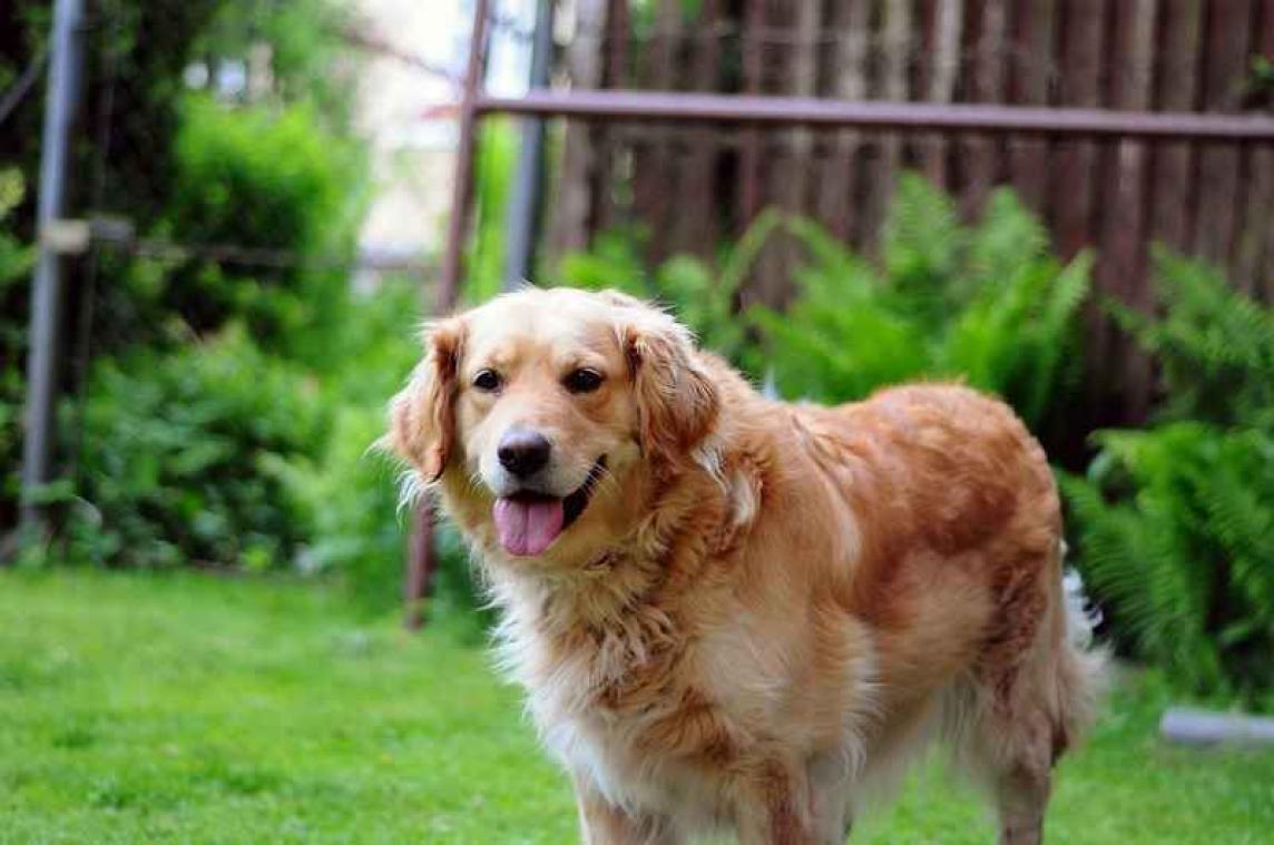 Baasje maakt bucketlist voor hond met kanker