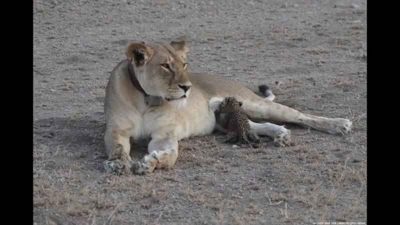Video: Leeuwin adopteert luipaardwelpje