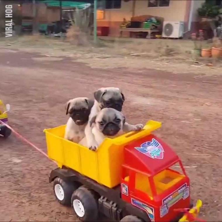 Kleuter transporteert vijf puppy's op één fiets