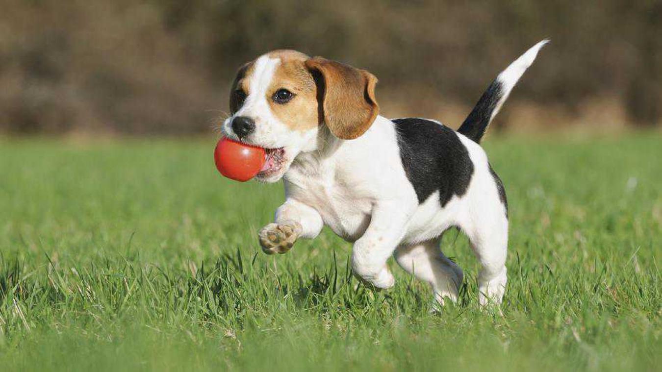 Wie zou jij kiezen? Je hond of je vriendin?