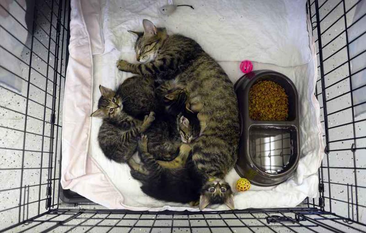 Weyts wil katten verplicht laten steriliseren