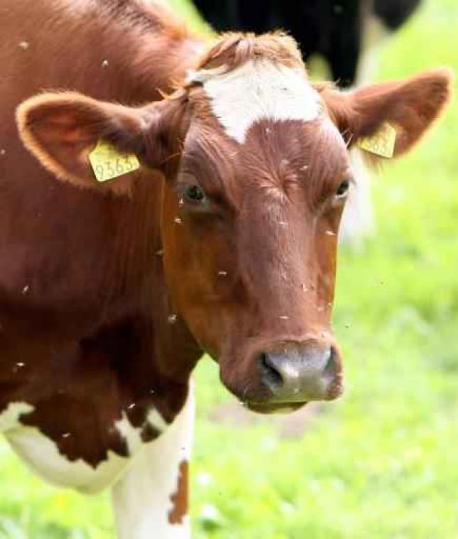 Koe door onbekenden geslacht op weide in Tienen