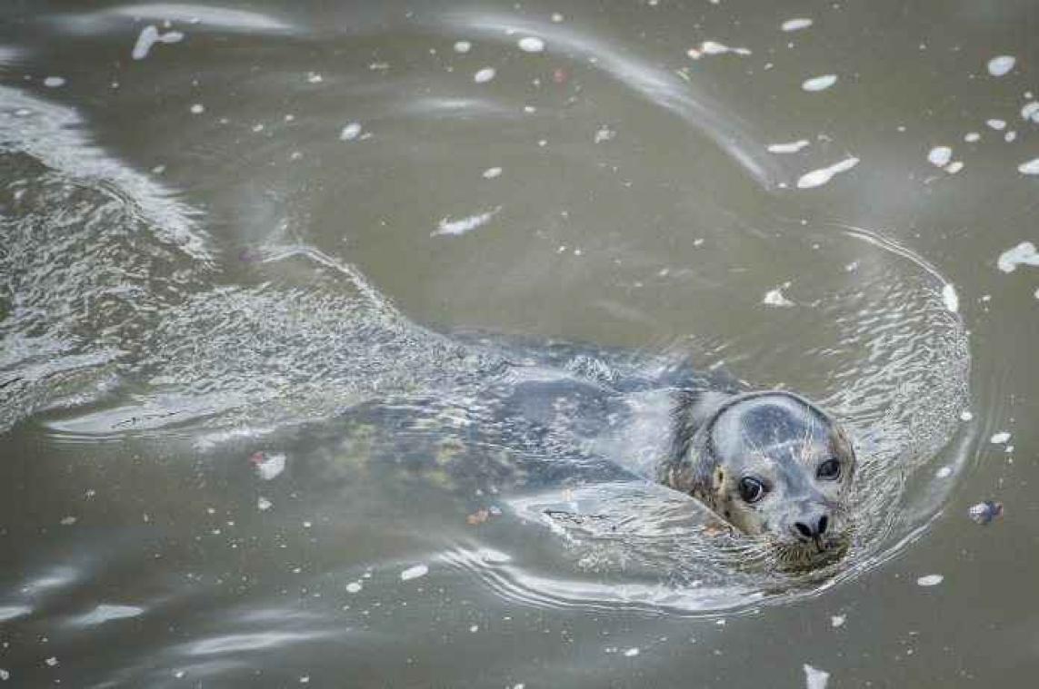 Pairi Daiza heeft er twee babyzeehondjes bij