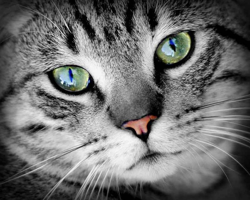 Dikke kat verliest gewicht door te zwemmen