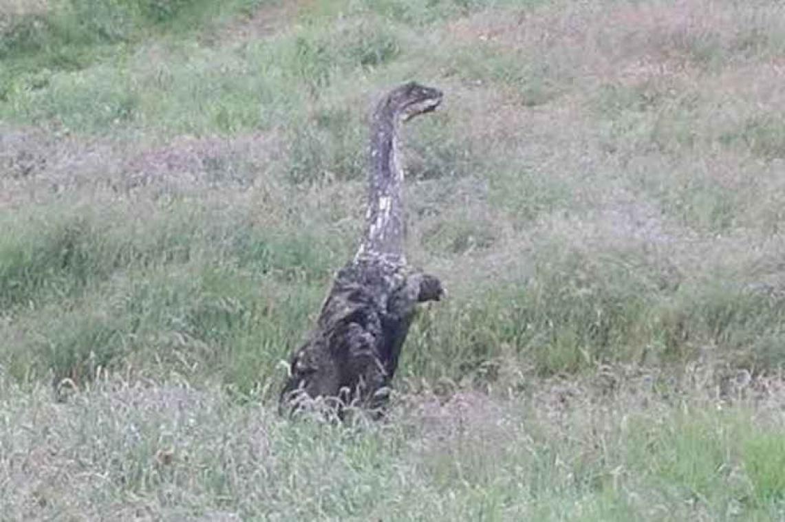 Monster van Loch Ness krijgt gezelschap van mysterieus wezen