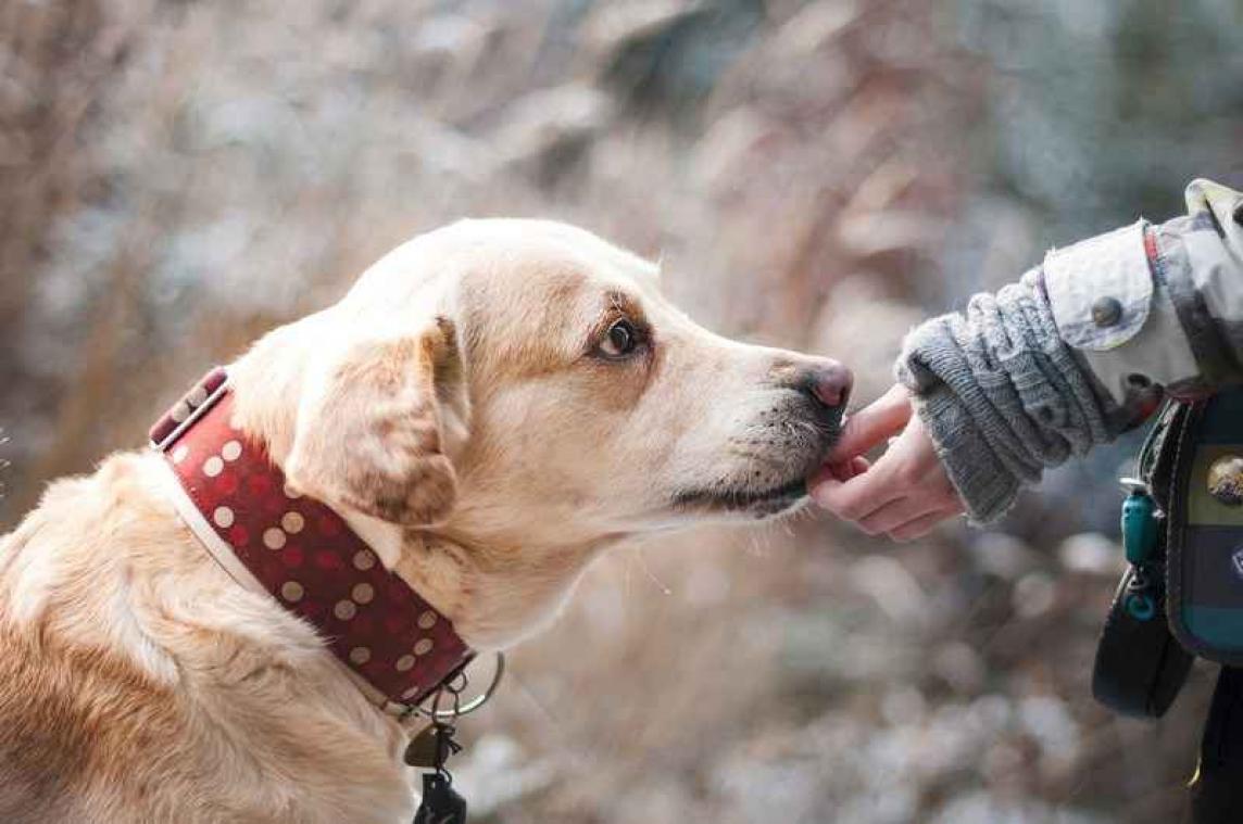 Fout in DNA maakt honden zo sociaal en zachtaardig