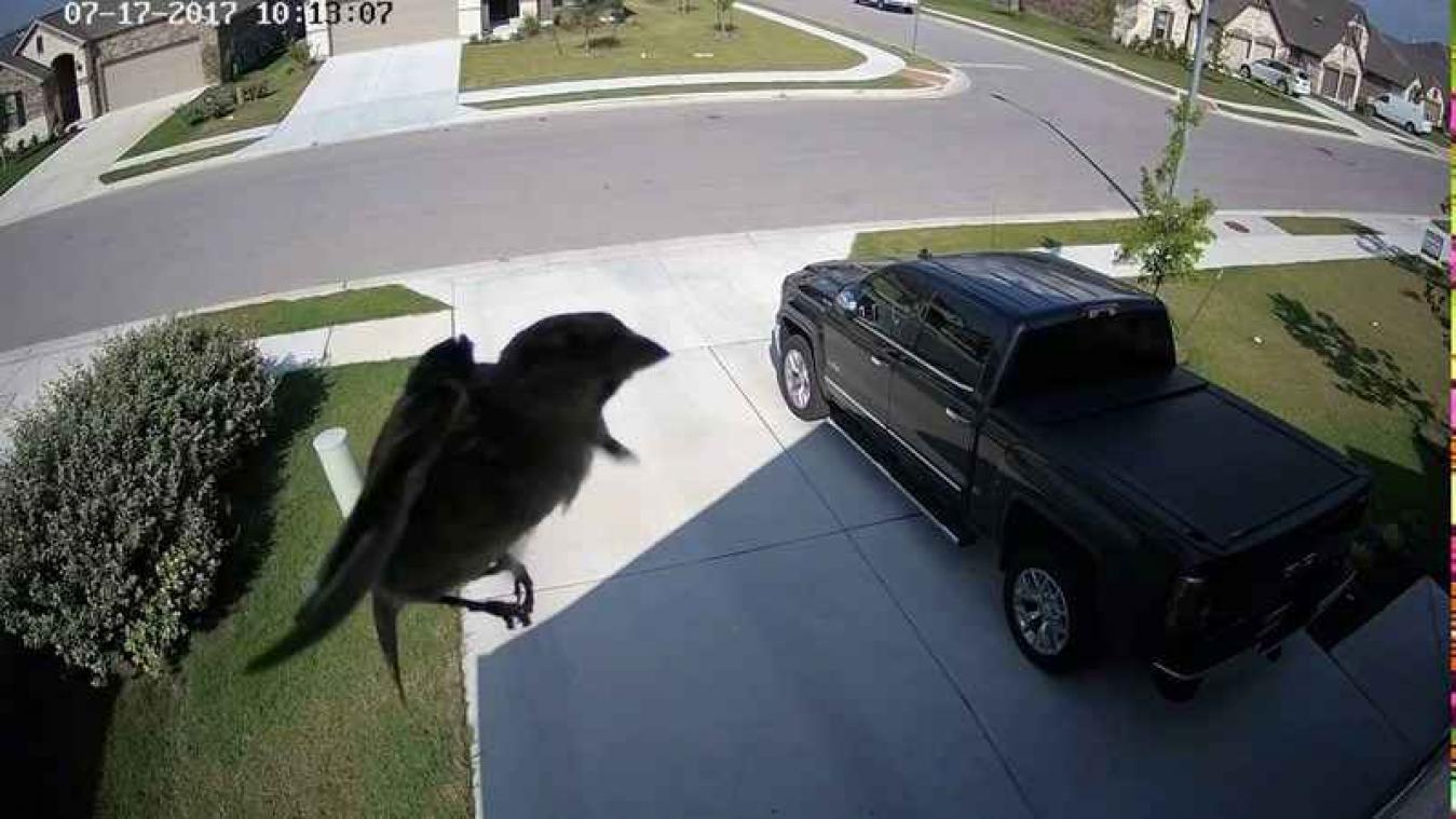 Camera legt vast hoe vogel op bizarre wijze door de lucht zweeft