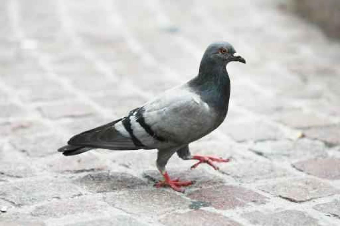 Pseudovogelpest bij een duivenhouder in Deurne