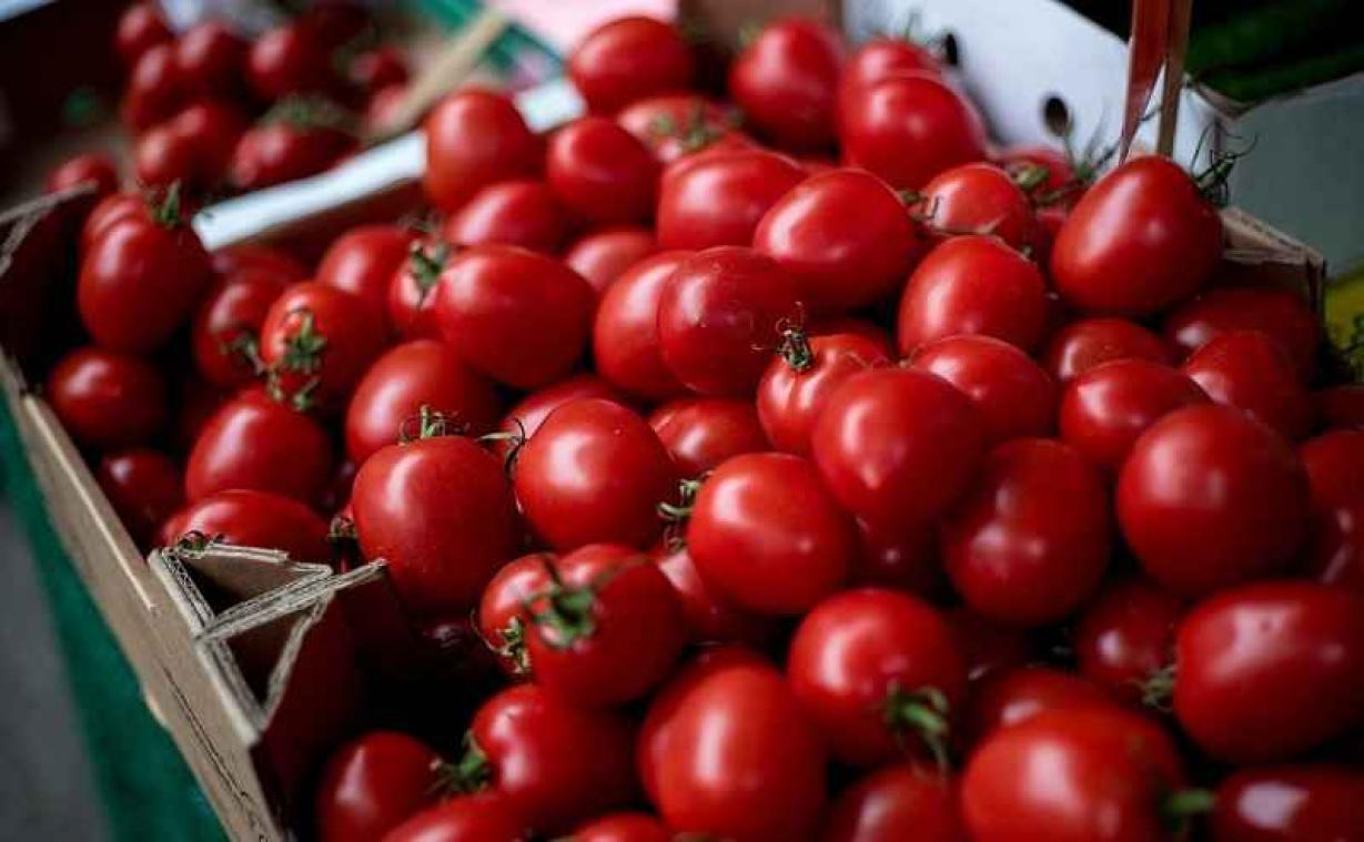 In India krijgen tomaten bescherming