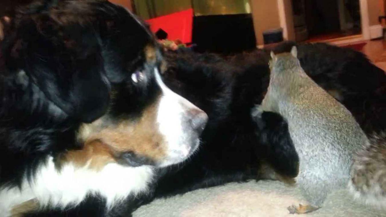 Verwarde eekhoorn probeert nootjes te verstoppen in vacht van hond