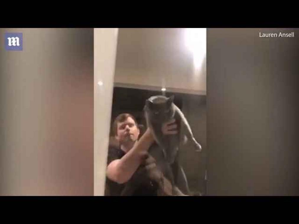 VIDEO. Is dit de grootste spin ooit?
