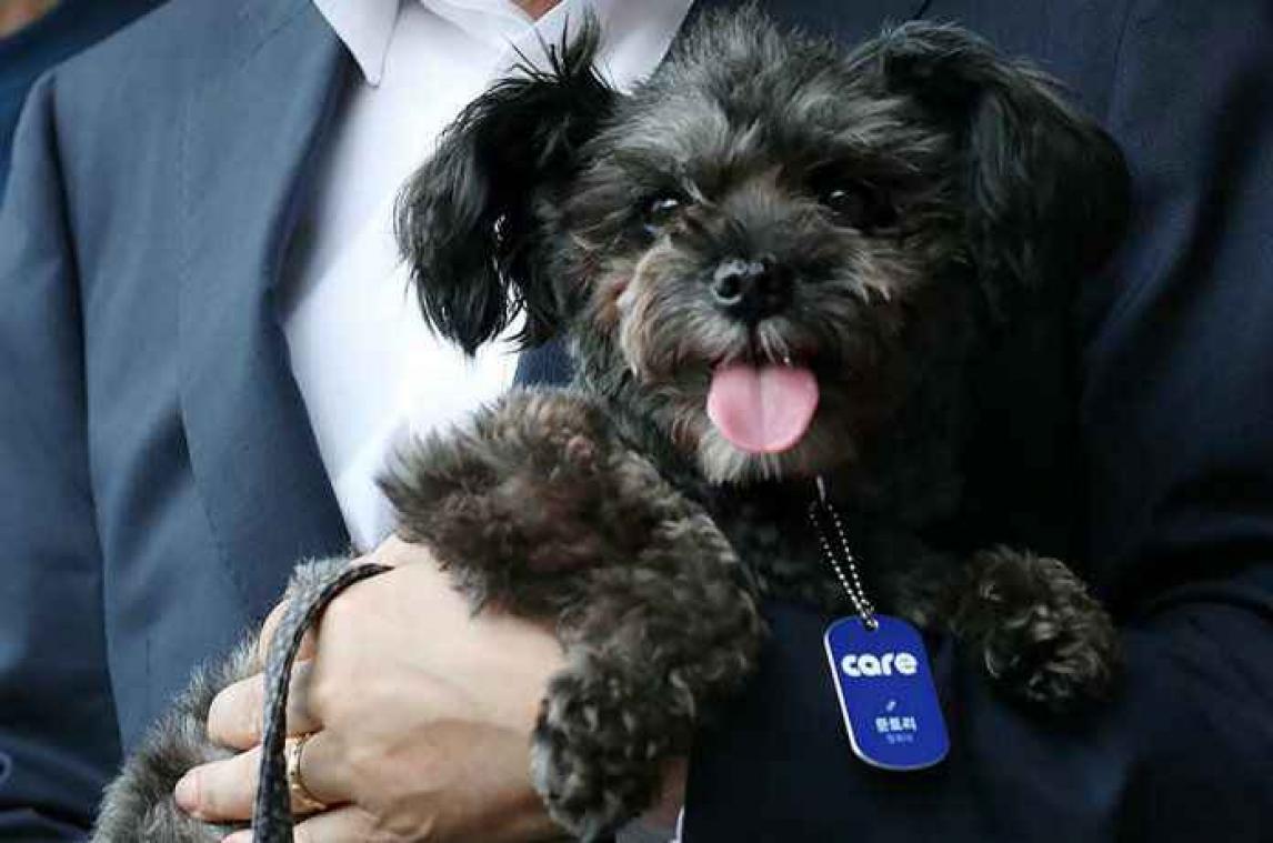 Zuid-Koreaanse straathond schopt het tot First Dog