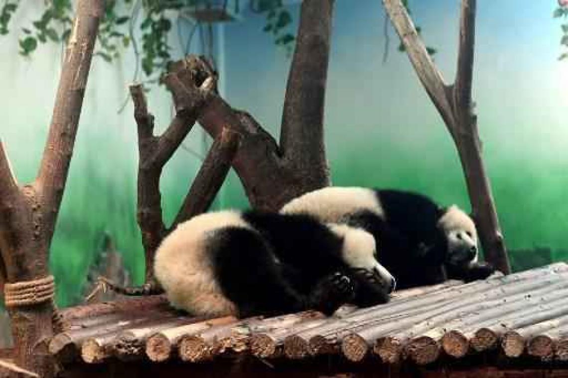 Beelden van ruw behandelde panda's zorgen voor ophef in China