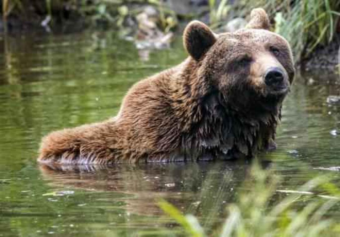 Gezin schrikt zich een hoedje door nachtelijk bezoek van een beer in de Abruzzen