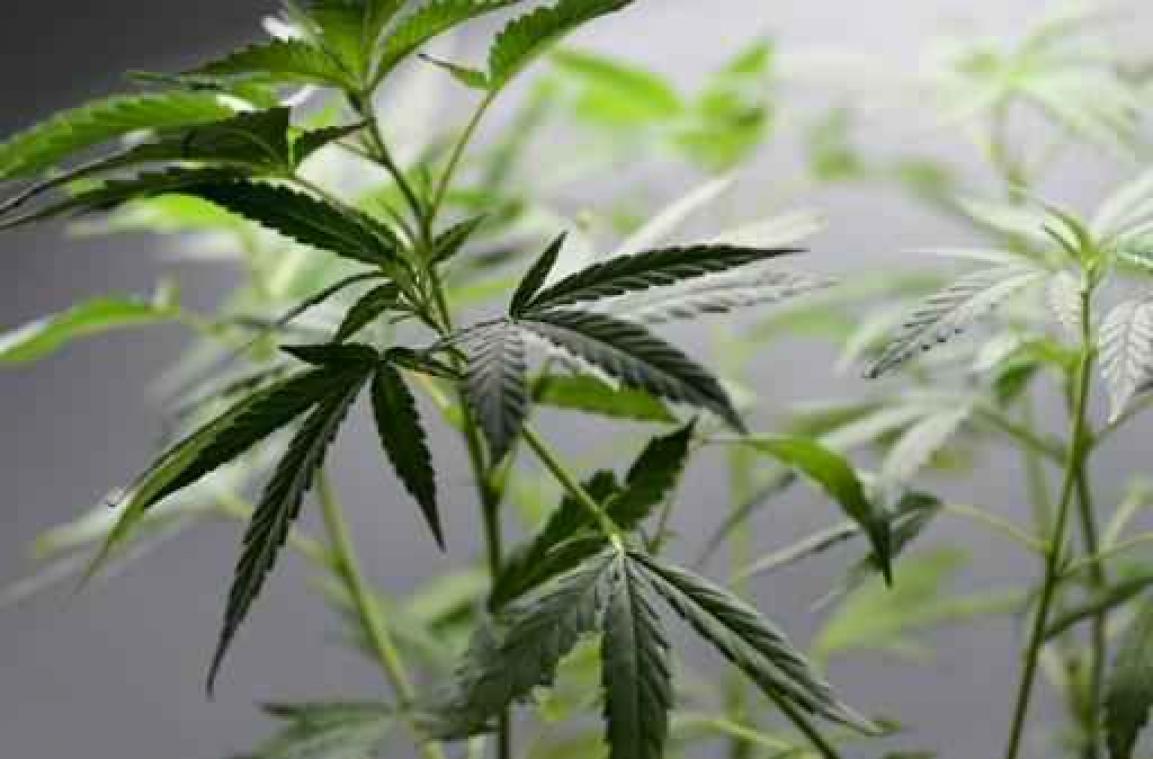 Cannabisplantage ontdekt na brand in Tessenderlo