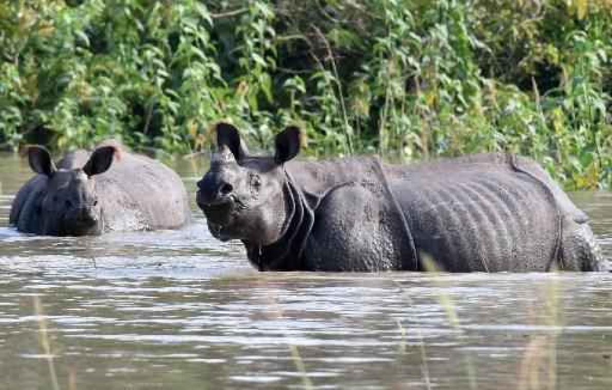 Zeldzame neushoorn sterft in Nepal