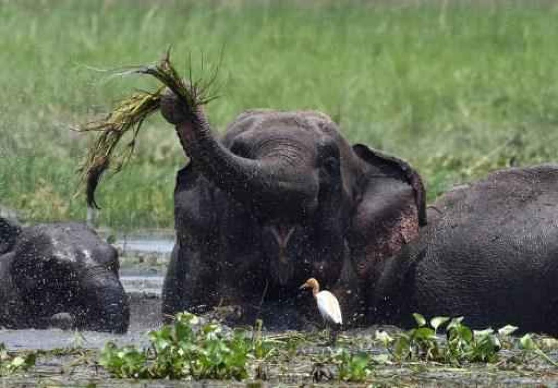 Elke dag iemand gedood door tijger of olifant in India