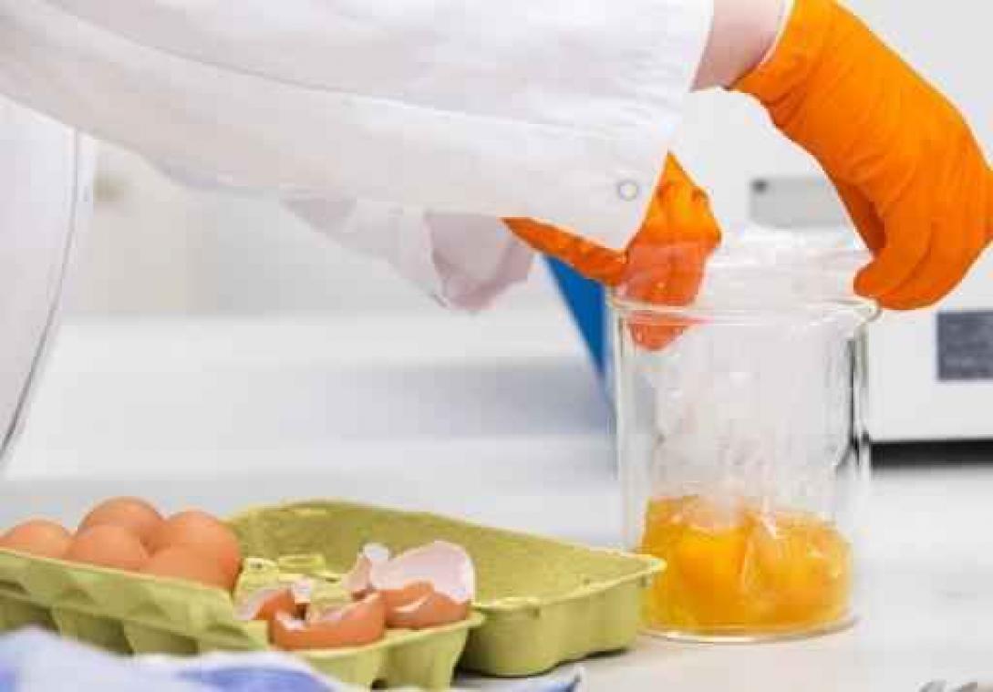 Fipronil in eieren: legaal voor luizenbestrijding bij huisdieren, illegaal voor kippen