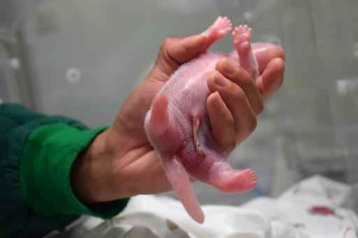 China verwelkomt eerste pandababy uit gevangen moeder en 'wilde' vader
