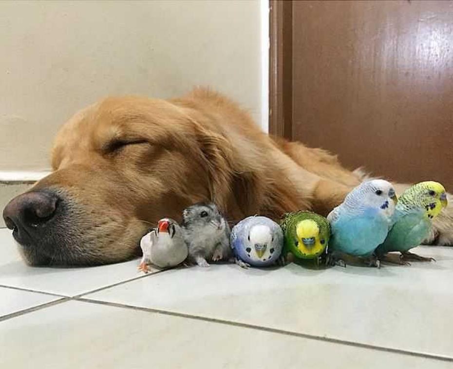 Deze hond, hamster en acht vogels zijn de beste vrienden